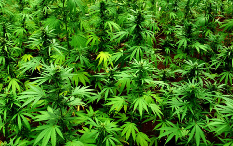 Uganda may emerge as an exporter of marijuana