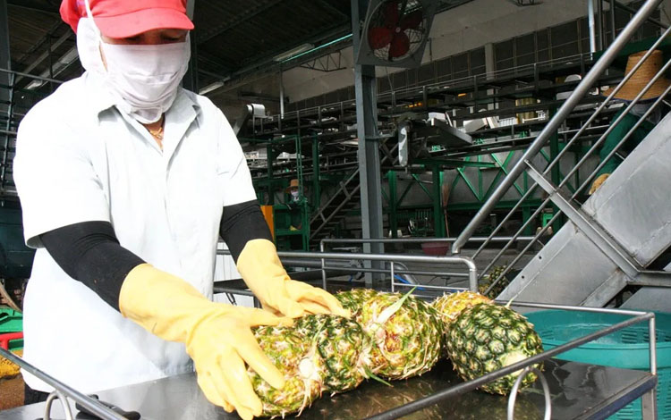 Ekumfi Fruits and Juices Co, Ghana seeking an investor to recycle pineapple waste