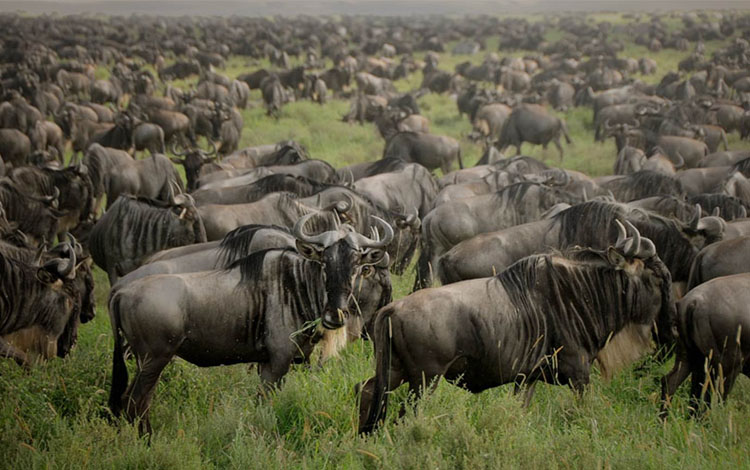 Masai Mara gears up to receive tourists for the Great wild beast Migration