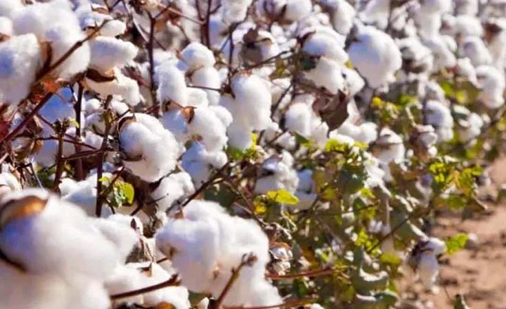 Tanzania’s export of raw cotton to Pakistan picks up