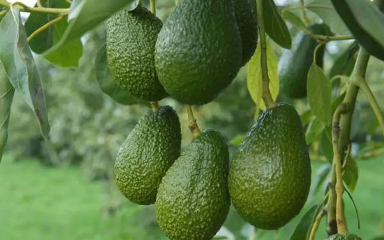 Uganda strengthens the national campaign for Avacado farming