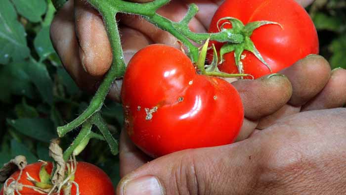 Tomato prices in Zambia skyrockets