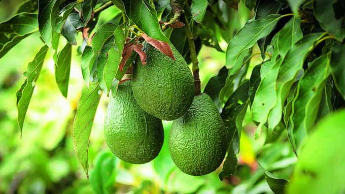 India grants market access to Tanzanian Avocados - Trendsnafrica | 24/7 ...