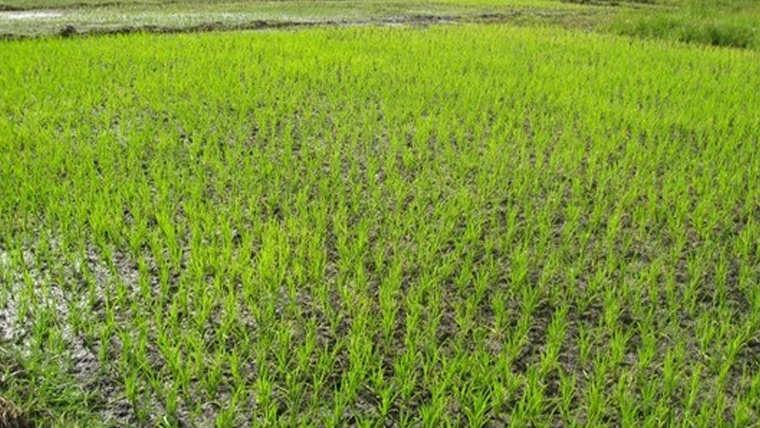 Agriculture in Comoros: Challenges and Opportunities