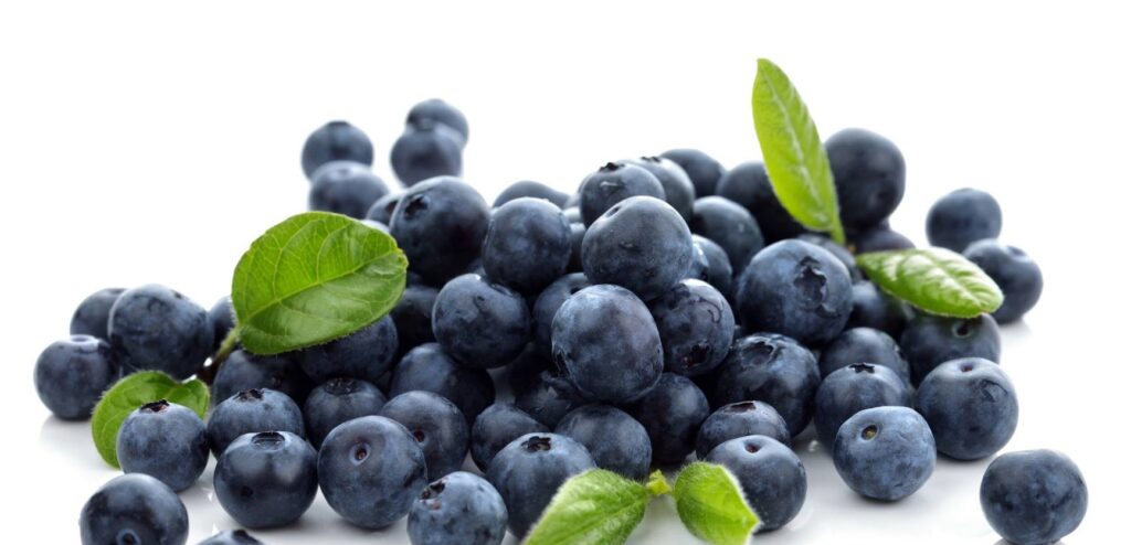 Zambian farmers get access to world's largest market for fresh blueberries 1 fine berry