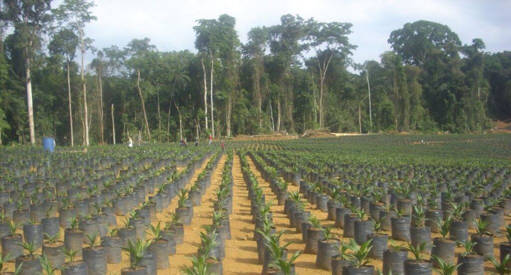 Cameroon’s Massive Arable Land Development Project Picking Momentum 1 cameroon