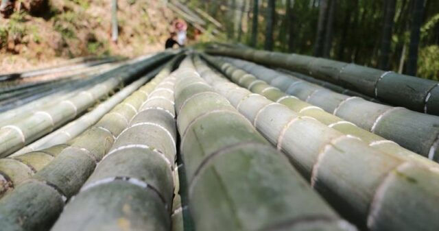 Bamboo Farming in Uganda: A Tool for Inclusive Growth