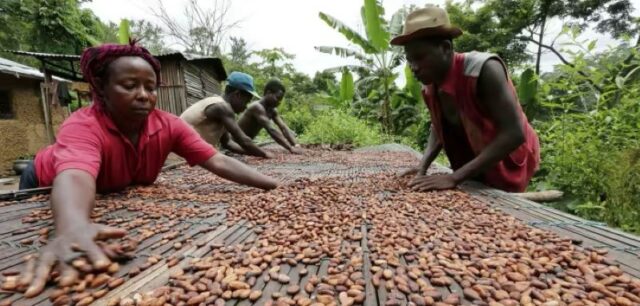 Ivory Coast Cocoa Farmers Demand Price Increase for their Produce