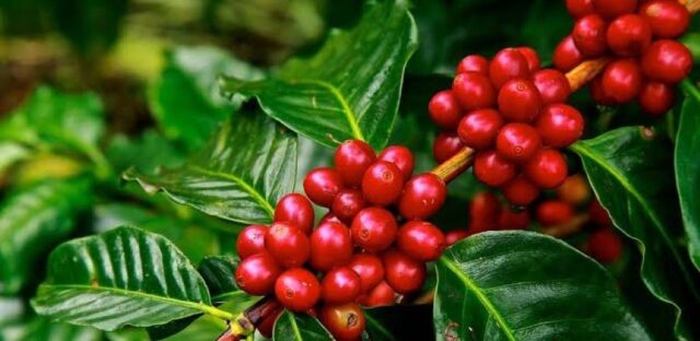 Ethiopia has Potential to Earn Additional USD 5.8B bn from Coffee Export
