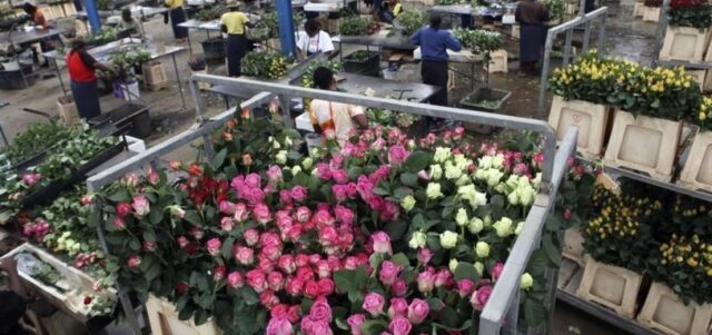 Customs Duty on Cut Flowers