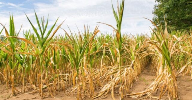 Continuing Drought to Affect Maize Production in Zimbabwe