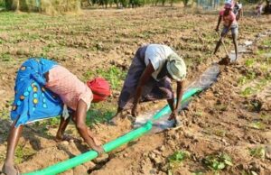 Angola Approves Family Farming Acceleration Program to Strengthen Food Security