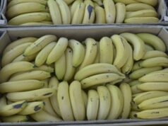 Banana Exports from Mozambique Decline
