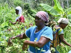 Women Cooperative in Ivory Coast to Grow Vegetables