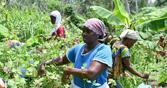 Women Cooperative in Ivory Coast to Grow Vegetables