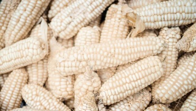 Tanzania to sell 500,000 tonnes of Maize to DRC