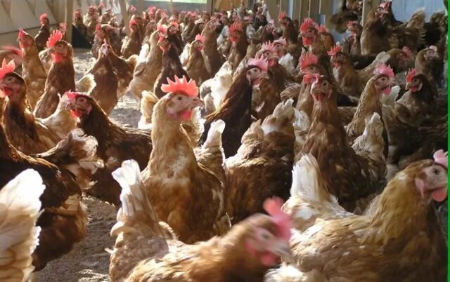 Mozambique Lifts Ban on Import of Poultry Products from South Africa