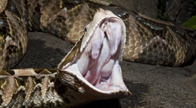 Climate Change Triggers Alarming Migration of Venomous Snakes in Africa