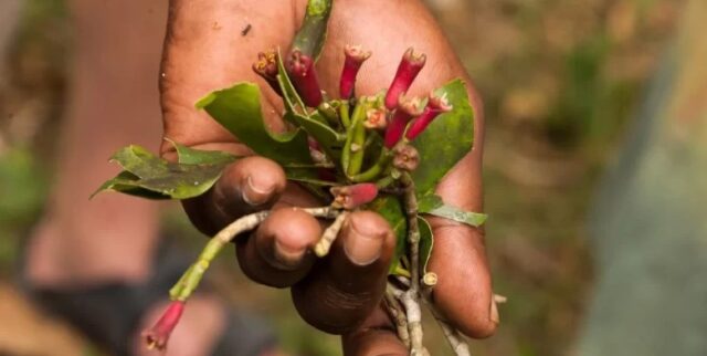 Tanzania to Focus on Traditional Crops