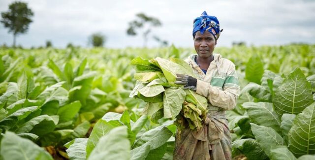 Industrial Production in Mozambique Falls: Tobacco Industry Registers Biggest Fall