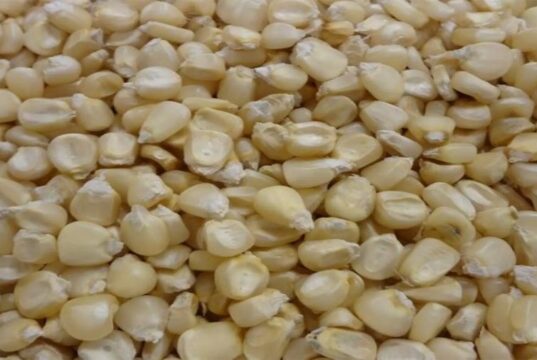 Zimbabwean Drought: Maize Production Likely to Drop by 72 per cent