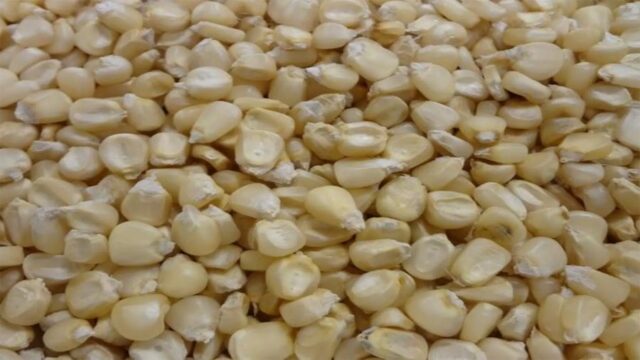 Zimbabwean Drought: Maize Production Likely to Drop by 72 per cent