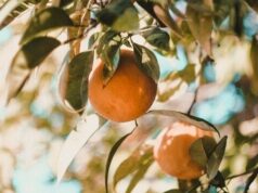 South Korea to Import Citrus Fruit from Egypt