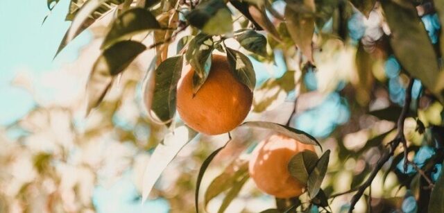 South Korea to Import Citrus Fruit from Egypt