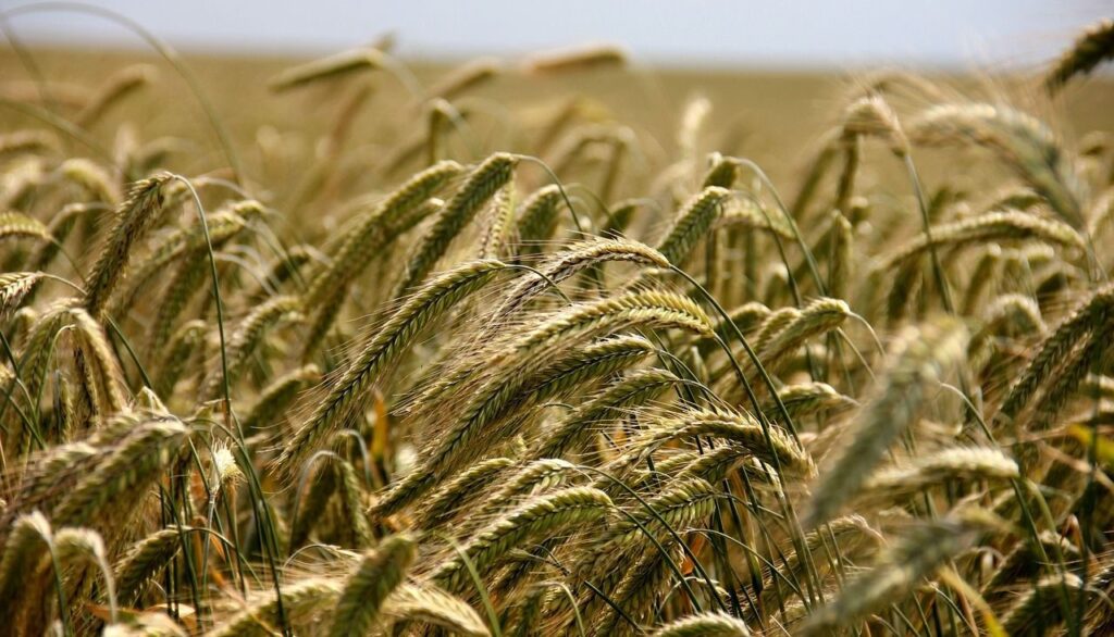 Egypt’s Exports to the US Grew by 34.5% 1 Egypt’s Exports to the US Grew by 34.5%