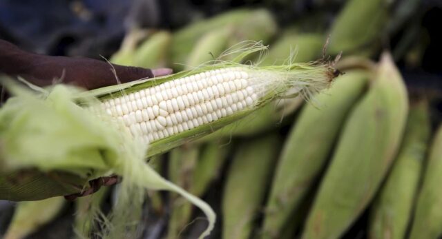 Namibia to Import N$ 1 bn  Worth Maize Due to Drought 