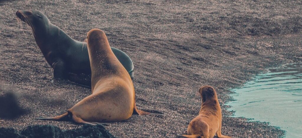 Namibia to Cull 80,000 Cape Fur Seals for 2024 Season