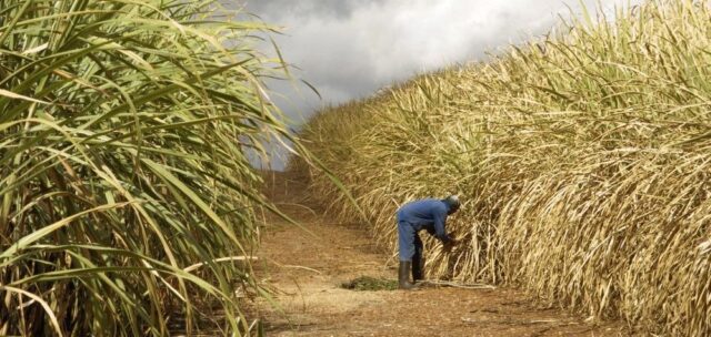 Kenya Strategizes to Promote Sugarcane Cultivation