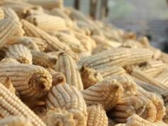 Zambia Suspends Import Duty on Maize in Anticipation of Shortfall in Production