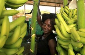 Banana Festival in Angola Comes to an End