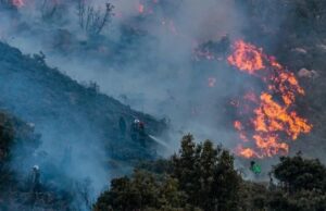 Rampant Bush Fires Ravage Algerian Forests and Farms in Past 24 Hours