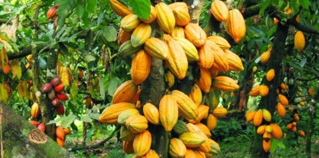 Ghana to Review Cocco Prices