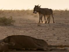 Hunger Affected One Out of 5 in Africa: UN Report