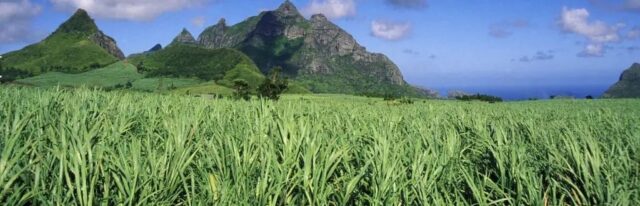 Medine of Mauritius Begins Sugarcane Harvesting Season