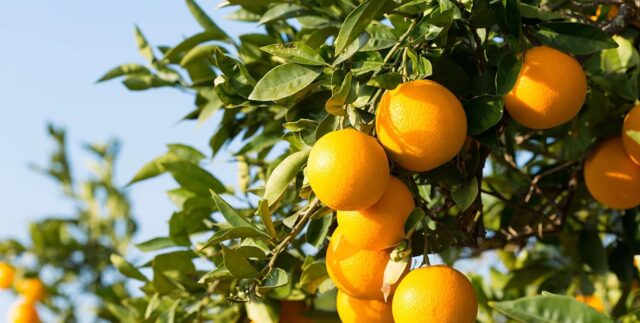 South Africa has cut its orange export forecast for the 2024 season due to bad weather in key growing regions, the country's citrus growers' association said on Wednesday, as a global orange juice squeeze drives prices to record highs.