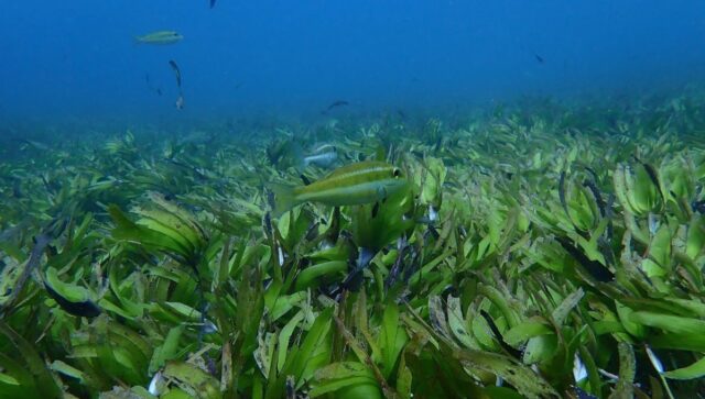 Seychelles: Seagrass Ecosystems Capture Almost Same Amount of CO2 Generated by Island’s Local Energy Emissions