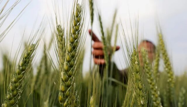 Egypt Takes Steps for Easing Movement of Essential Goods Like Wheat