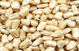 Tanzania Agrees to Export Maize Worth USD 250 mn to Zambia