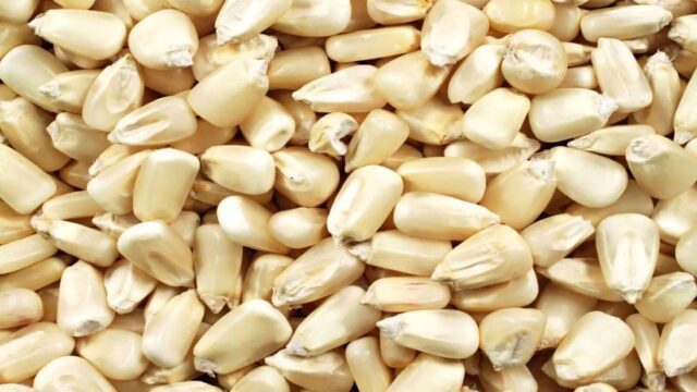 Tanzania Agrees to Export Maize Worth USD 250 mn to Zambia