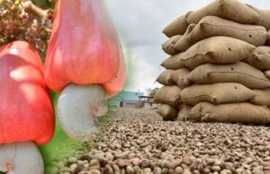 Tanzania and Mozambique to Form a Unified Voice of African Cashew Producing Countries