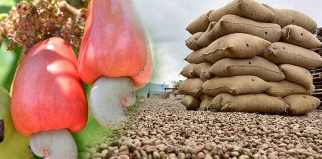 Tanzania and Mozambique to Form a Unified Voice of African Cashew Producing Countries