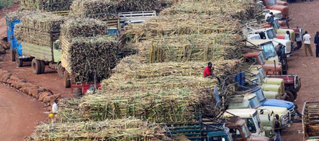 Uganda: Sugarcane Prices on Free Fall, Distressed Farmers in Protest