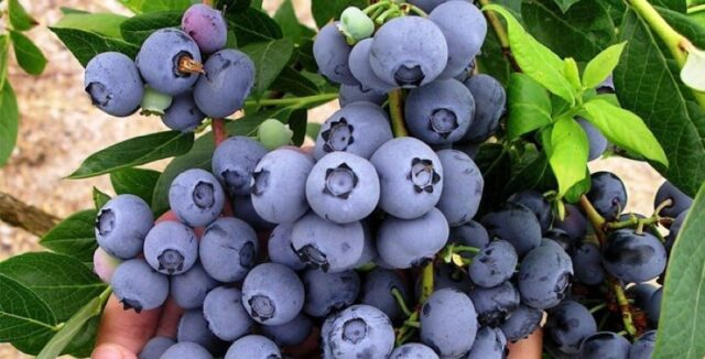 Morocco’s Blueberry Export Reaches Record High