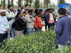 The Africa-China-CIMMYT Science Forum to Transform Continent’s Food Systems