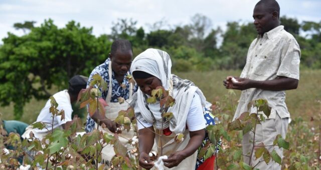 Kenya: ‘Kwale Cotton Programme’ to Revive Cotton Farming in the Region