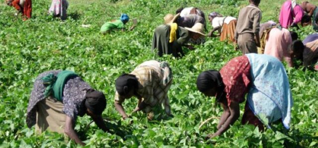 Gabon President Looks Up at Uganda in Bolstering Agriculture Development